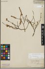 Foto von Salix repens subsp. incubacea (L.) A. Neumann